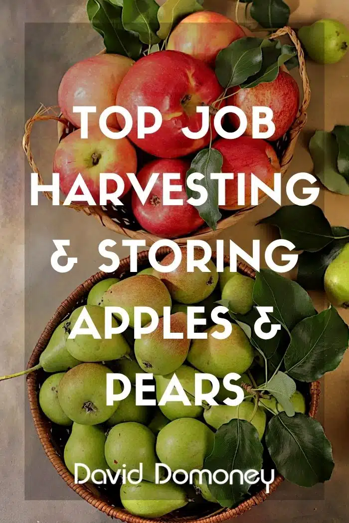 Top Job harvesting and storing apples and pears